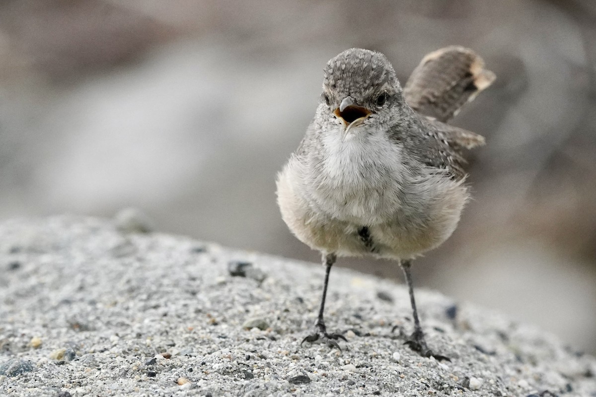 Rock Wren - ML602536311