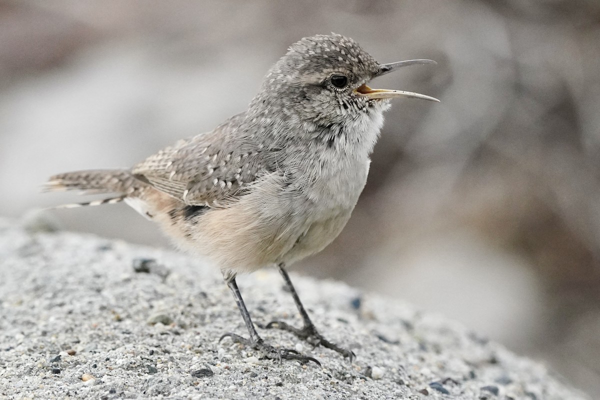 Rock Wren - ML602536491