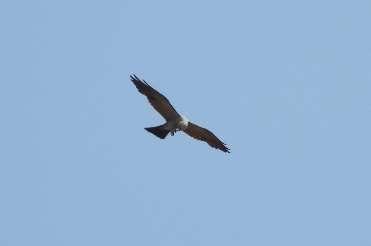 Mississippi Kite - ML602536631