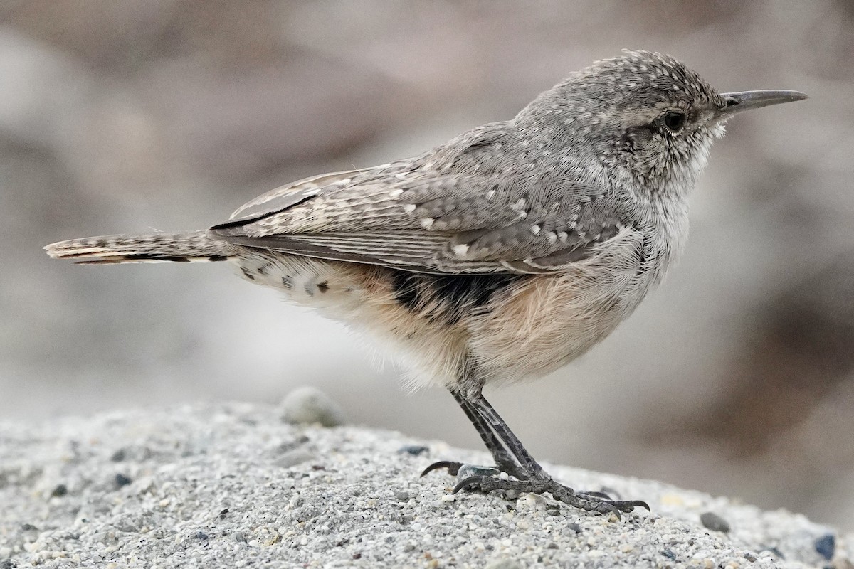 Rock Wren - ML602537121