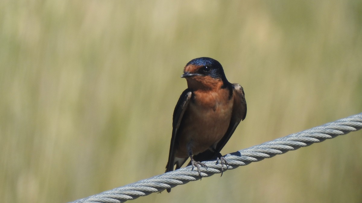 Barn Swallow - Robert Wooley