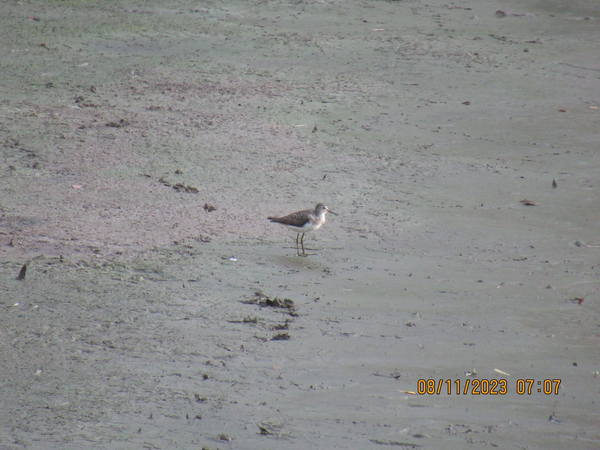 Solitary Sandpiper - ML602537761