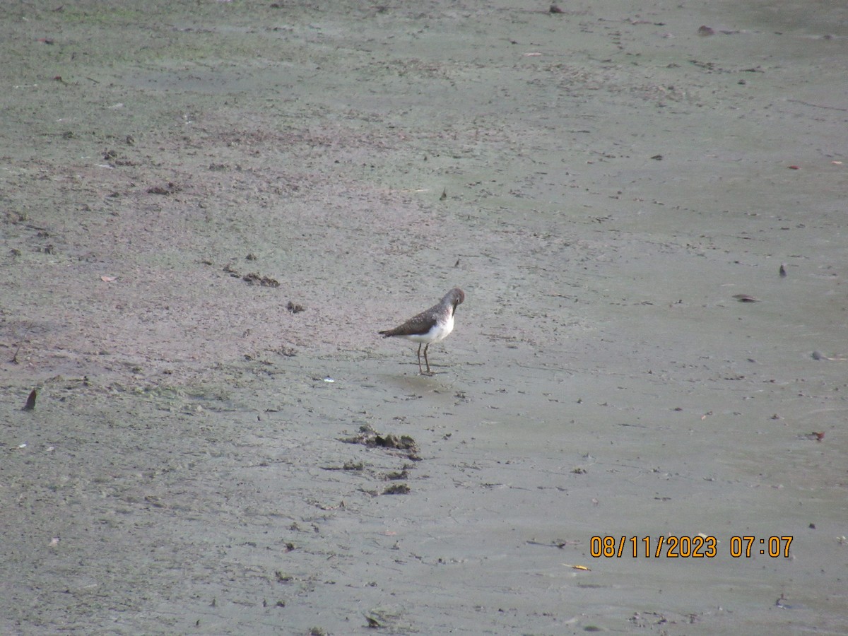 Solitary Sandpiper - ML602537771