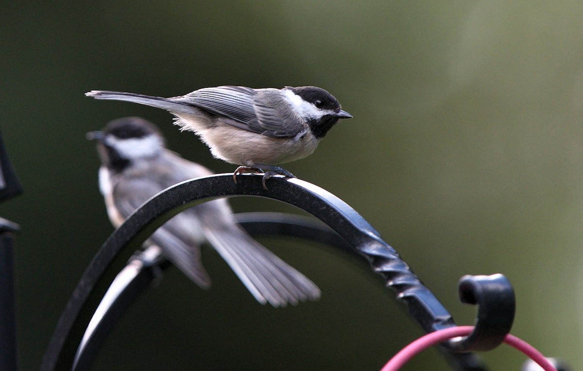 chickadee sp. - ML602537901