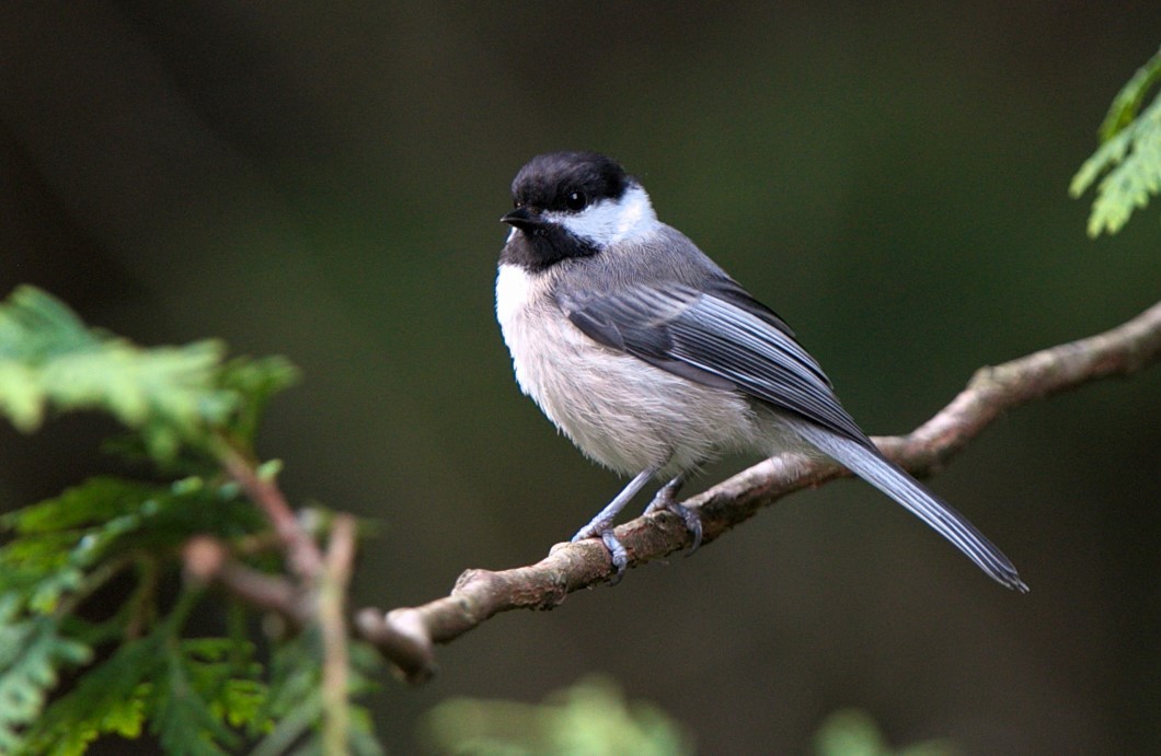 chickadee sp. - ML602537911