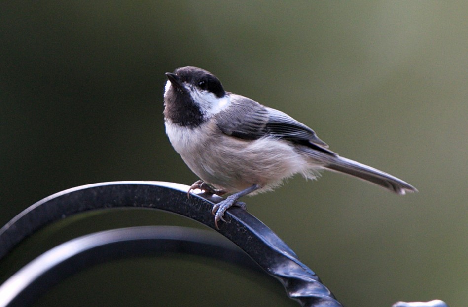 Carbonero sp. (Poecile sp.) - ML602537921