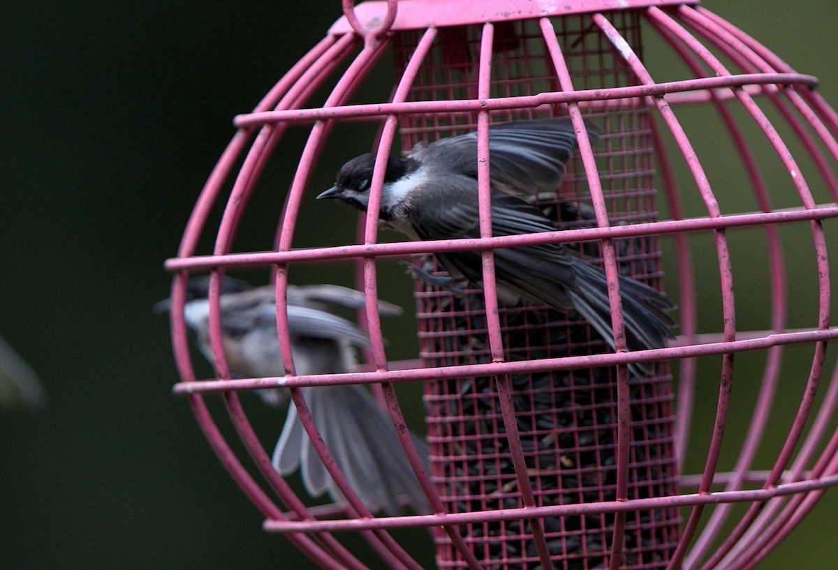 chickadee sp. - ML602537931