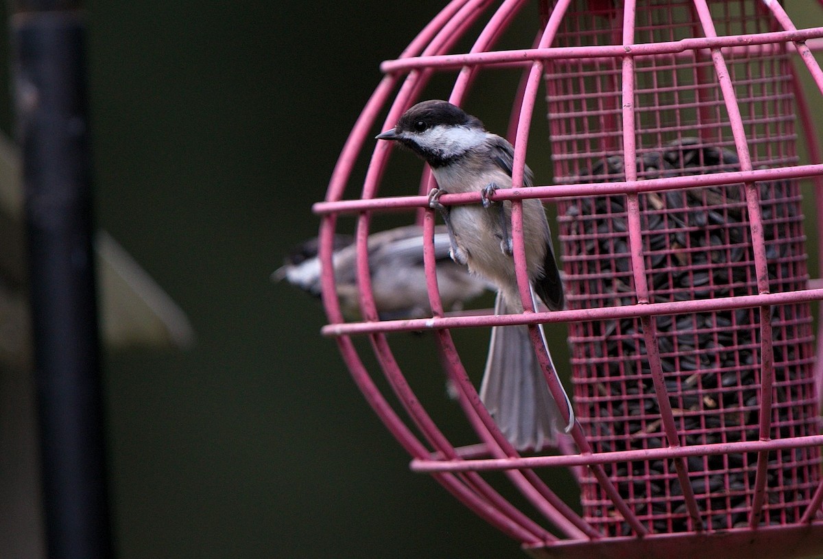 chickadee sp. - ML602537941