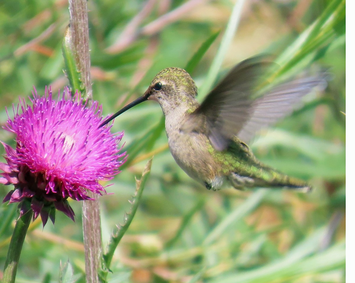 Broad-tailed Hummingbird - ML602537961