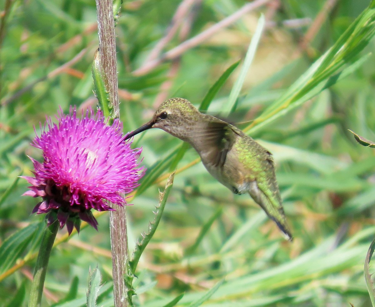 Broad-tailed Hummingbird - ML602537971