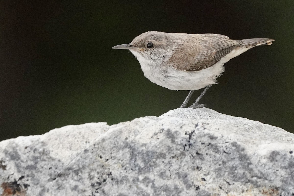 Rock Wren - ML602538181