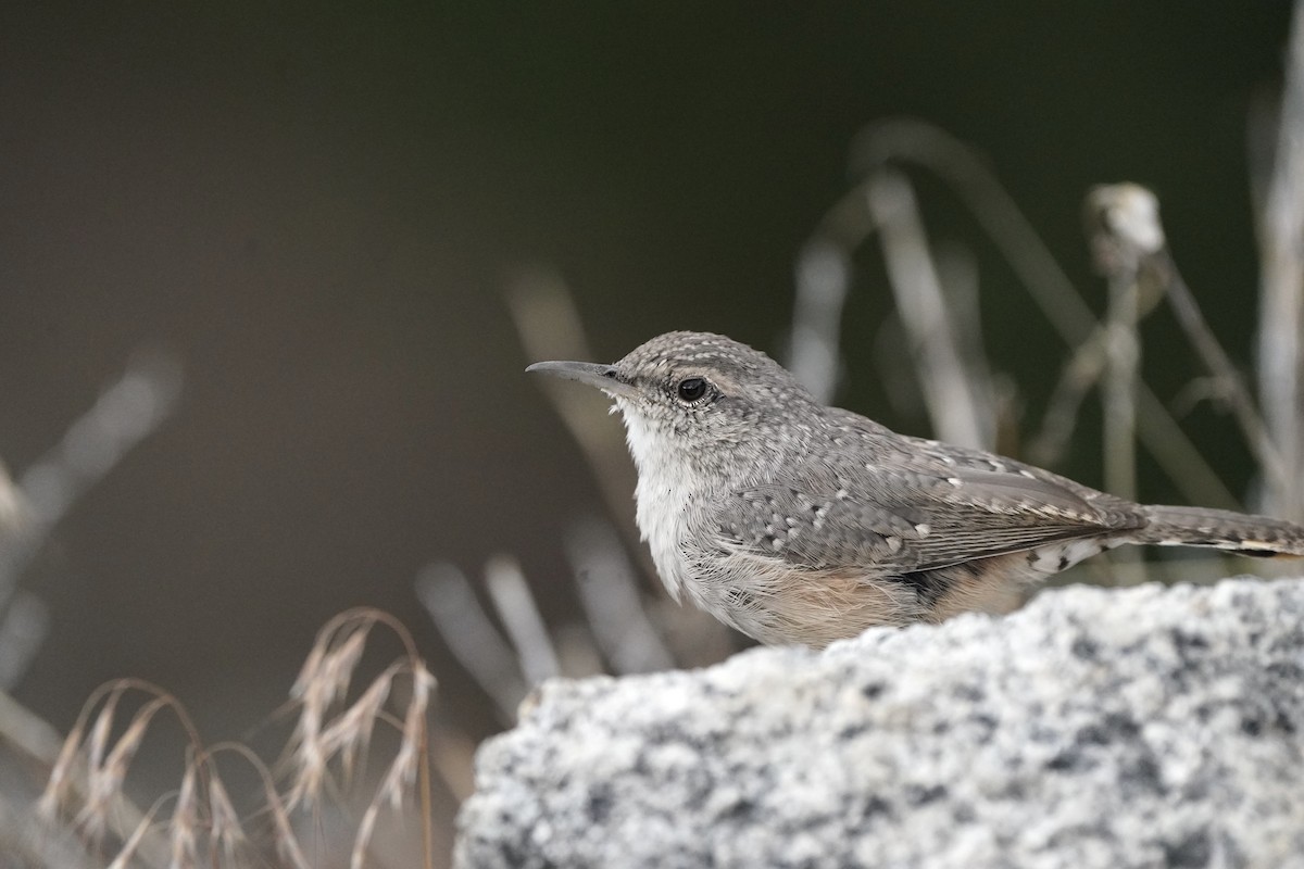 Rock Wren - ML602538241