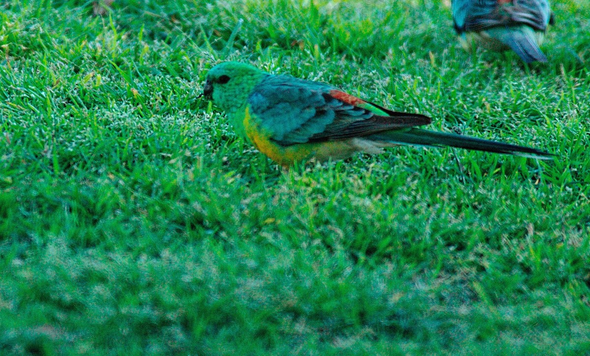 Red-rumped Parrot - ML602539211
