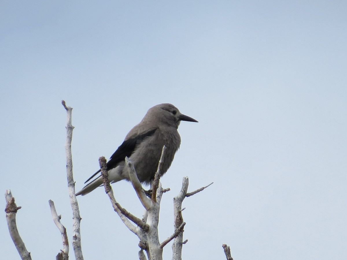 Clark's Nutcracker - Ann Truesdale