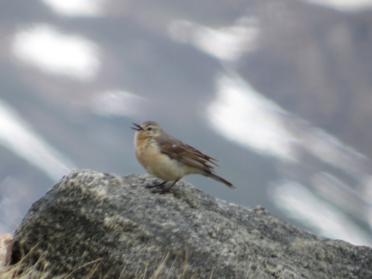 American Pipit - ML602539861