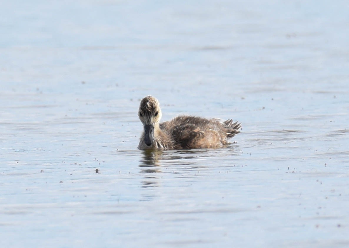 American Wigeon - ML602540141