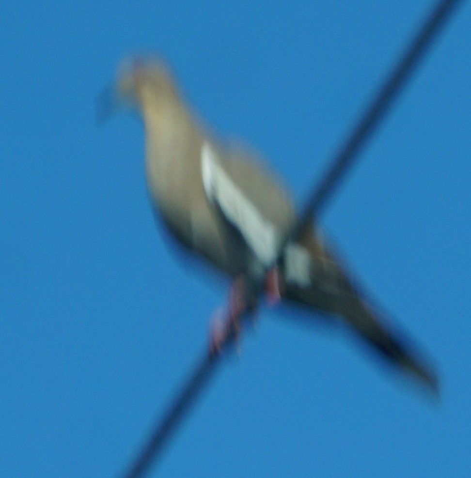 White-winged Dove - ML602541071