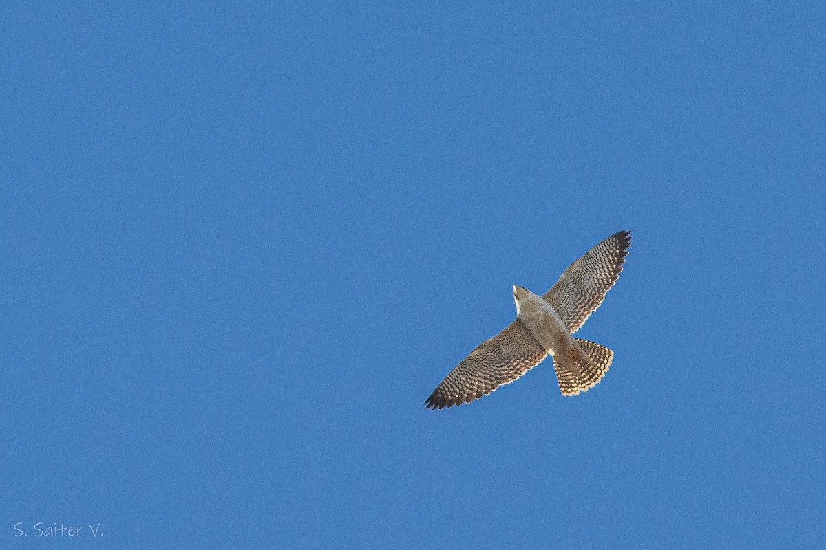 Halcón Peregrino (cassini) - ML602543681