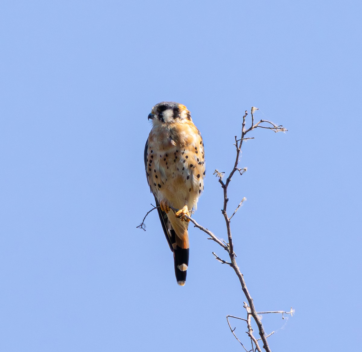 American Kestrel - ML602545091