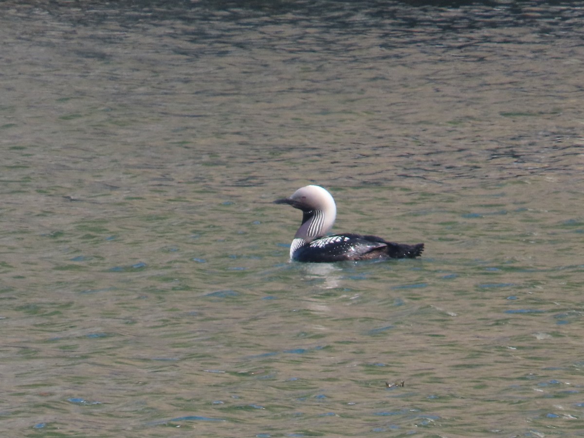 Pacific Loon - Edward Raynor