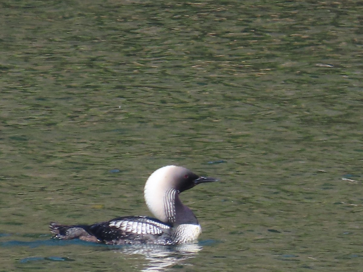 Pacific Loon - Edward Raynor