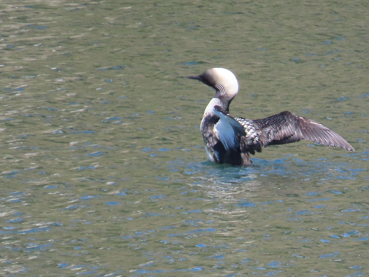 Pacific Loon - Edward Raynor