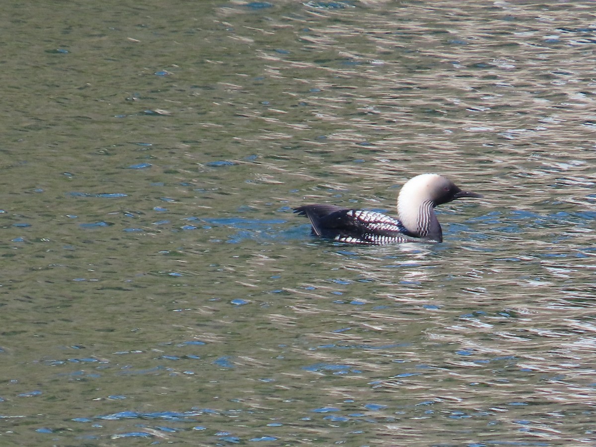 Pacific Loon - Edward Raynor