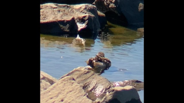 Solitary Sandpiper - ML602546381