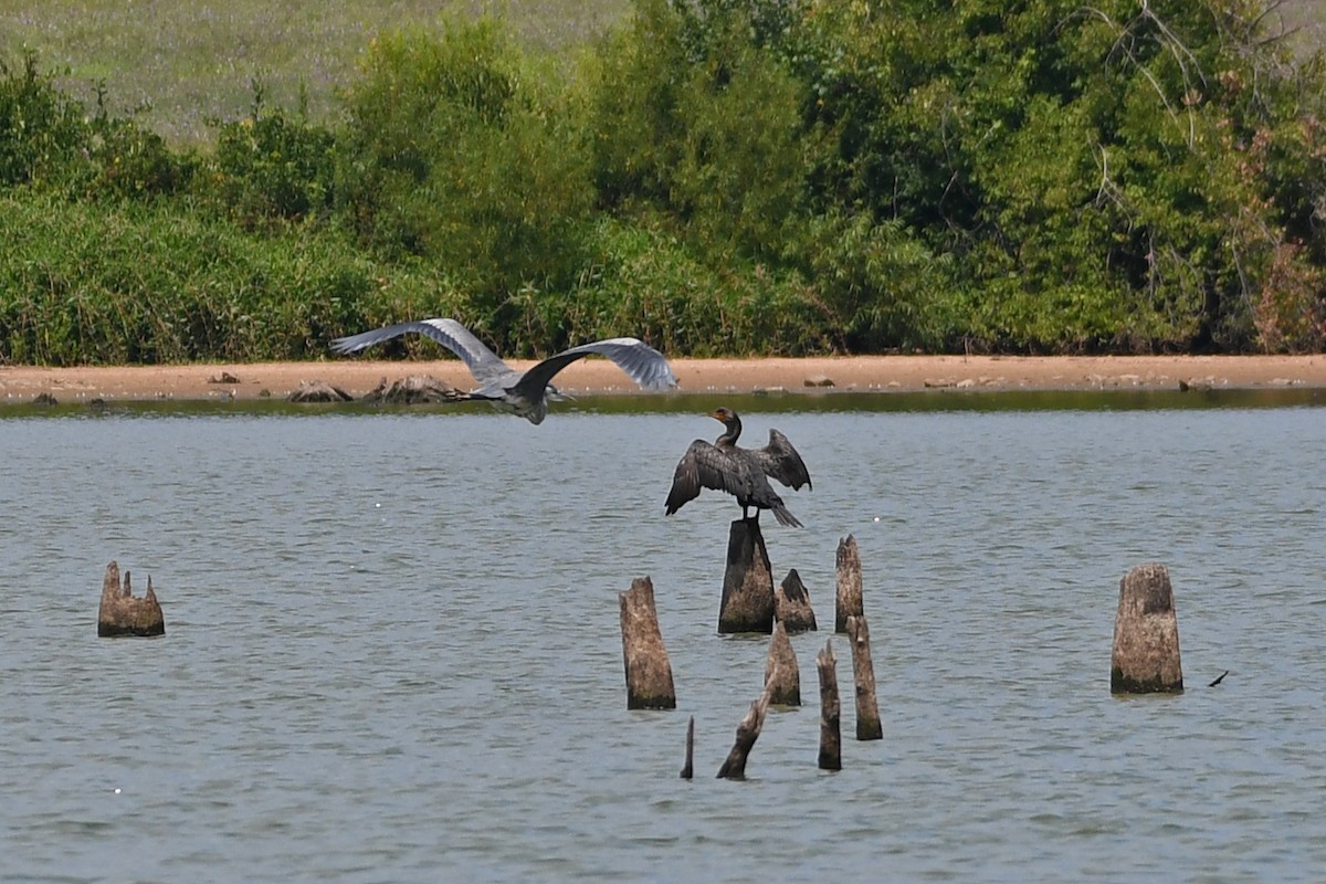 Double-crested Cormorant - Paul Nale