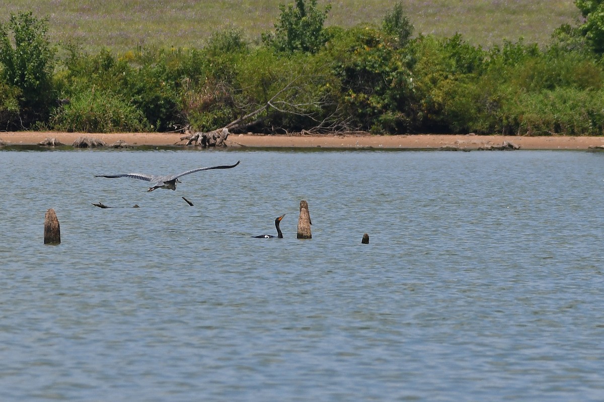 Double-crested Cormorant - Paul Nale