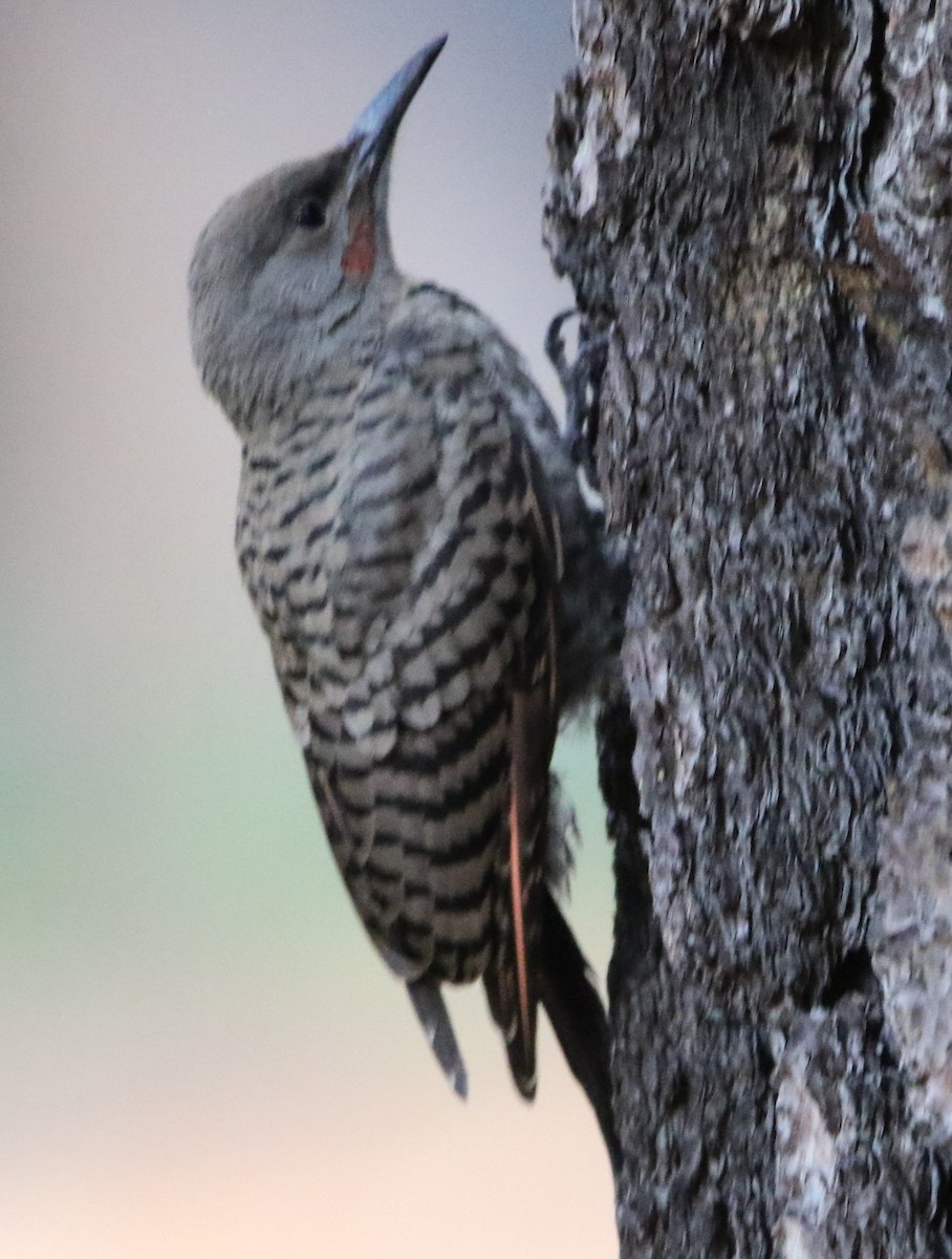 Northern Flicker - ML602547031