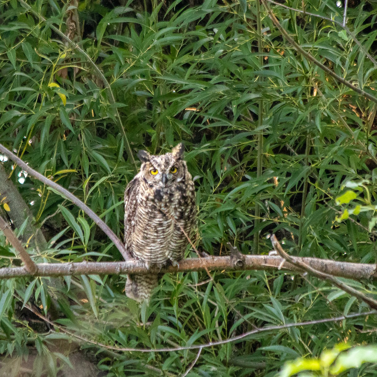 Great Horned Owl - ML602549851