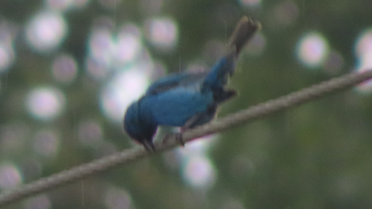 Indigo Bunting - ML602550021