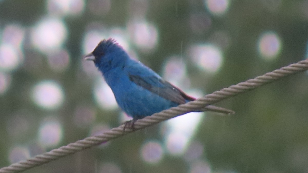 Indigo Bunting - ML602550121