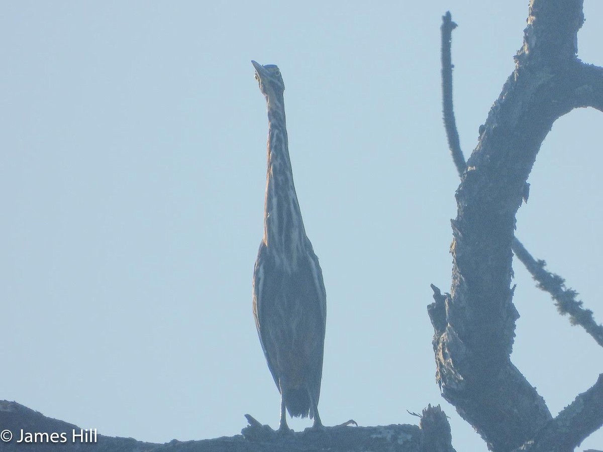 Green Heron - ML602550221