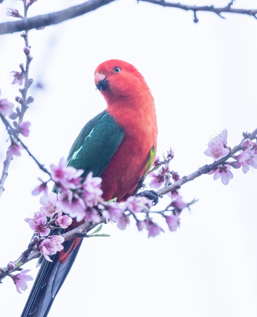 Australian King-Parrot - Allan Spradling