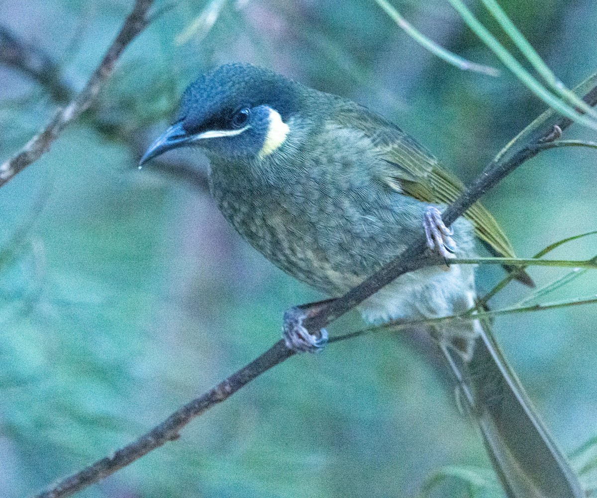 Lewin's Honeyeater - Allan Spradling