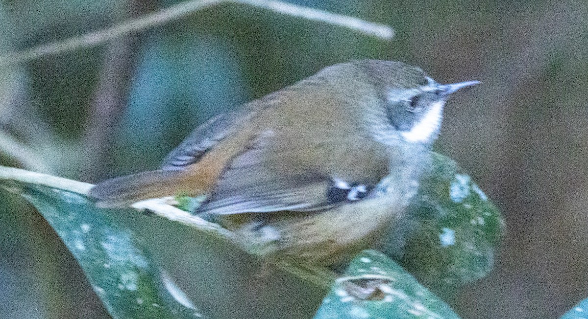 White-browed Scrubwren - Allan Spradling