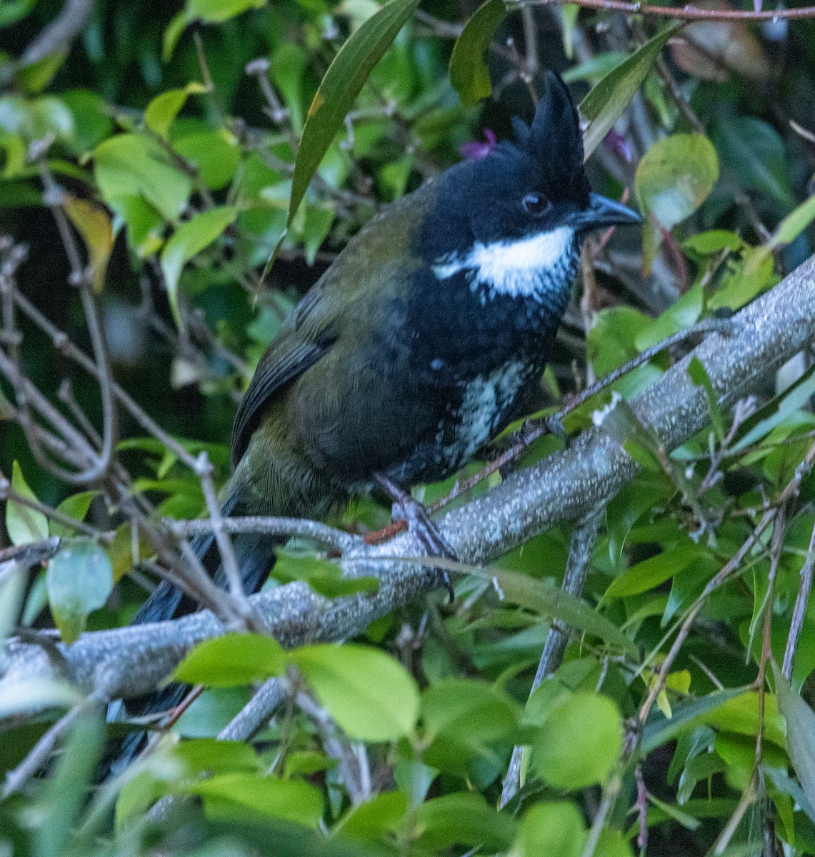 Eastern Whipbird - Allan Spradling