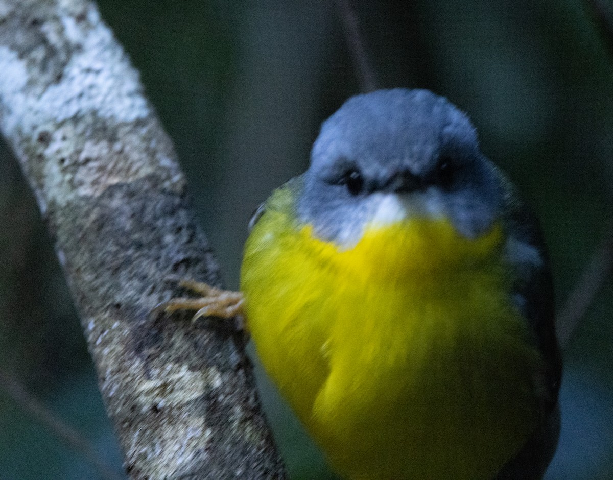 Eastern Yellow Robin - Allan Spradling