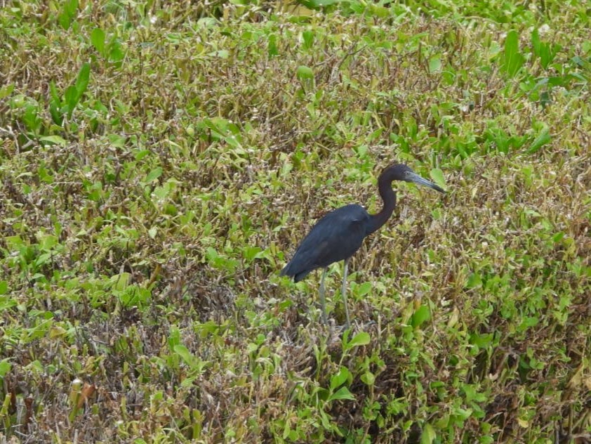 Little Blue Heron - ML602552321