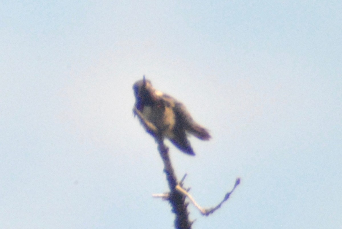 Calliope Hummingbird - ML60255261