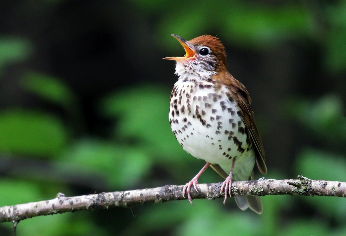 Wood Thrush - Andrew Spencer