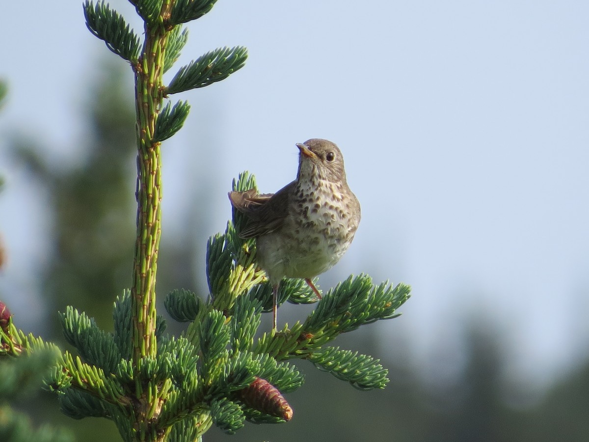 Gray-cheeked Thrush - ML602558241