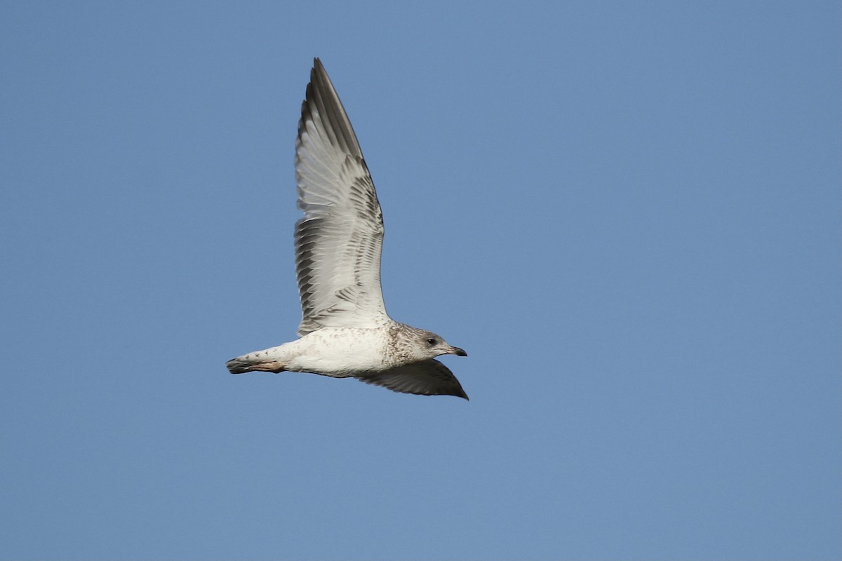 Ring-billed Gull - ML602558551