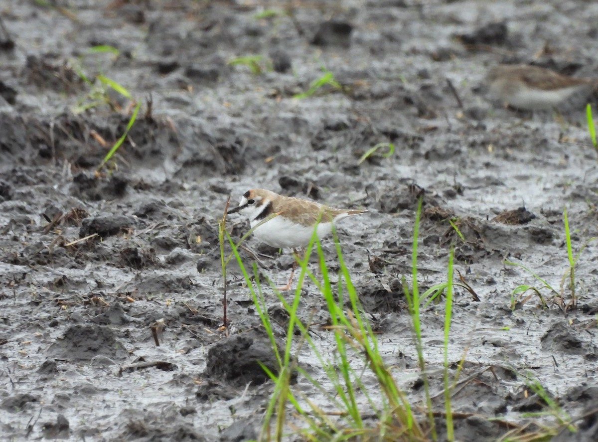 Collared Plover - ML602558561