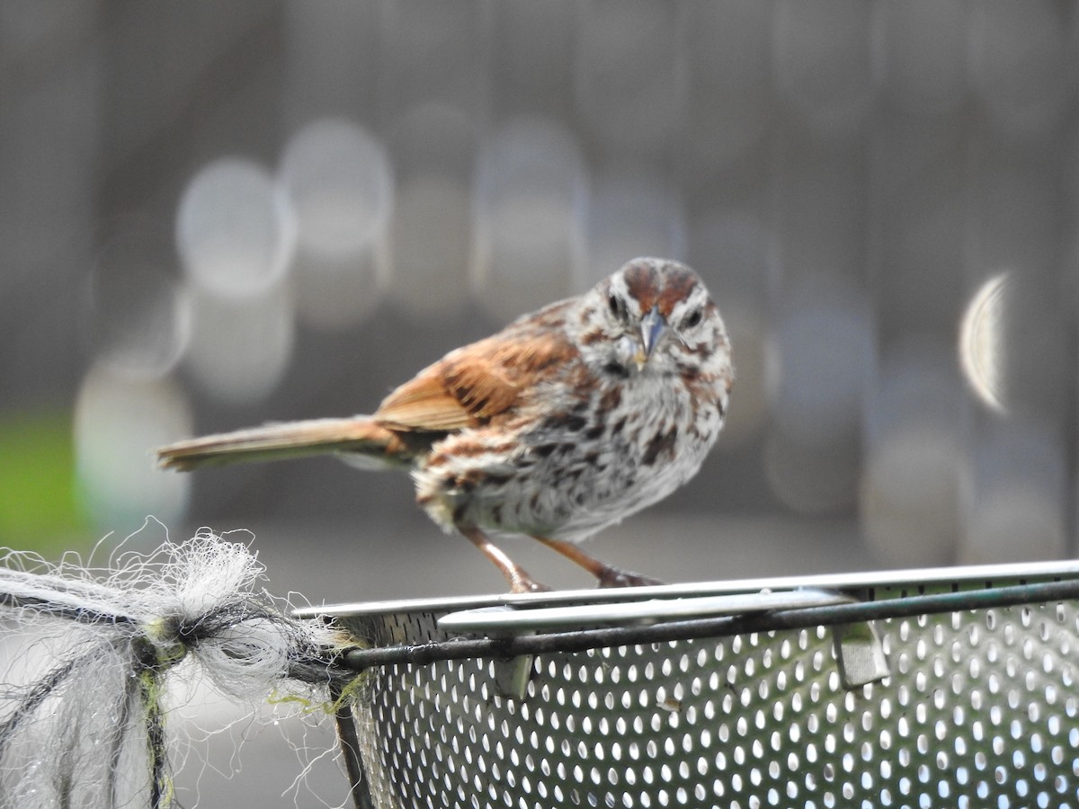 Song Sparrow - ML602558691