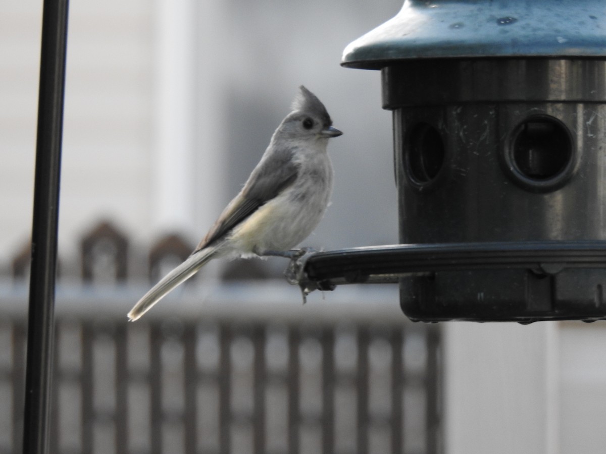 Tufted Titmouse - ML602559011