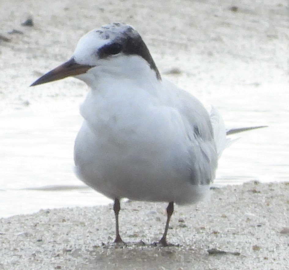 Little Tern - ML602559581