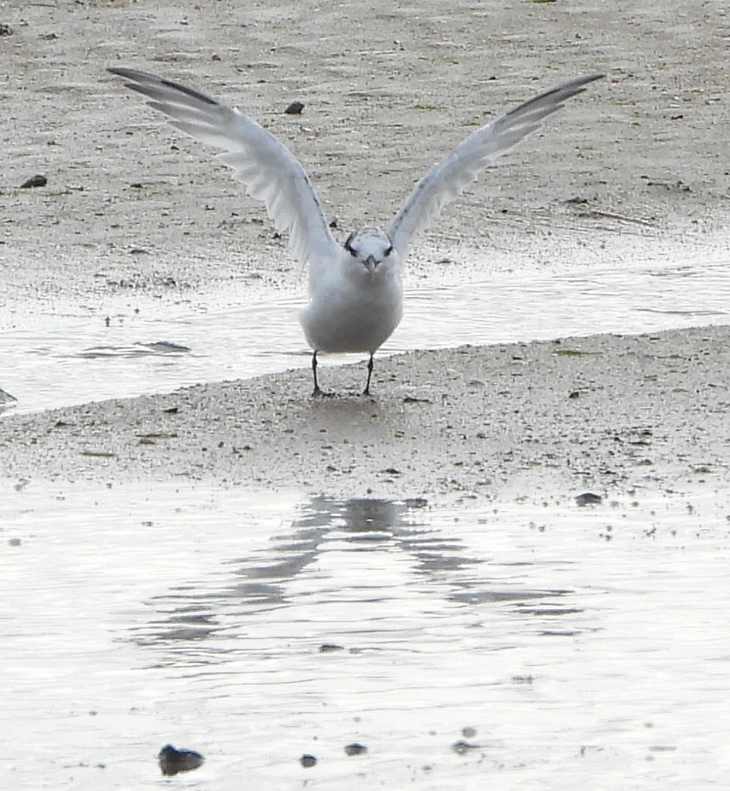 Little Tern - ML602559591